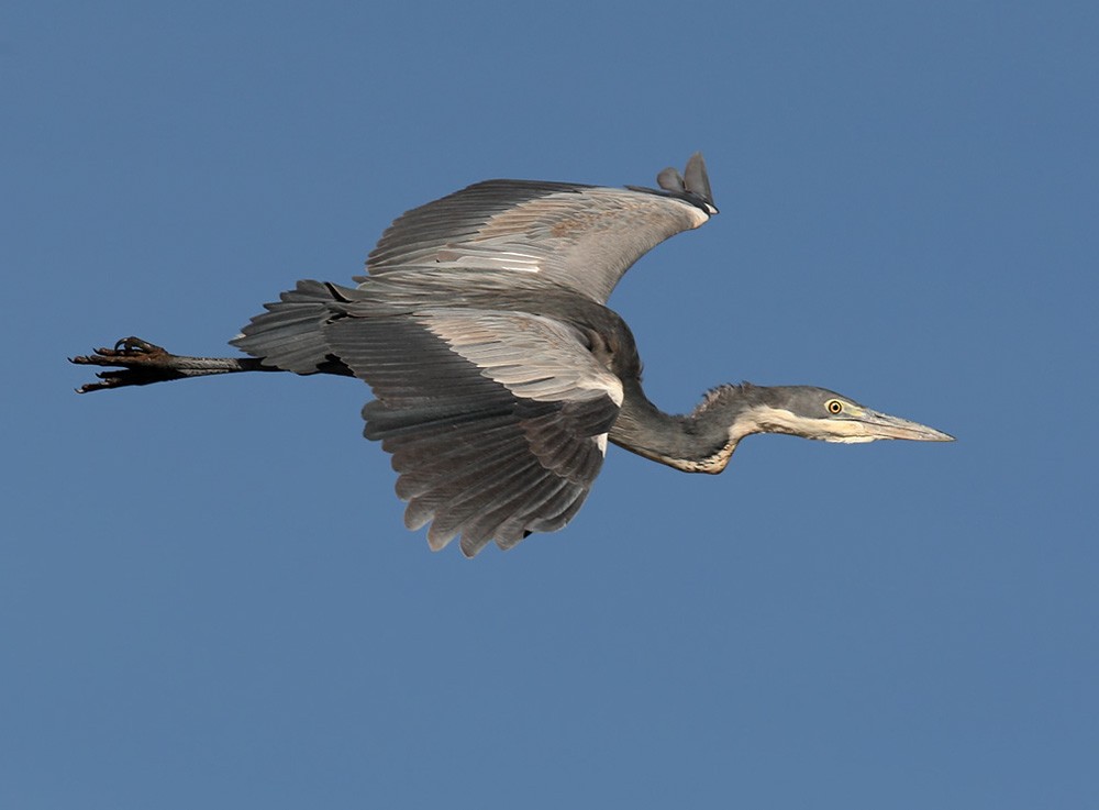 Black-headed Heron - ML205960241