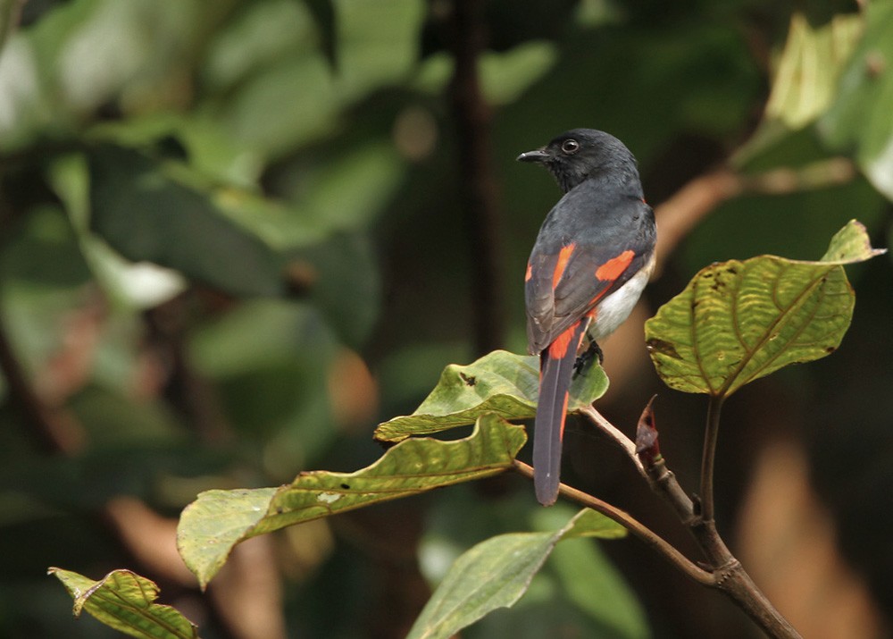 Flores Minivet - ML205960291