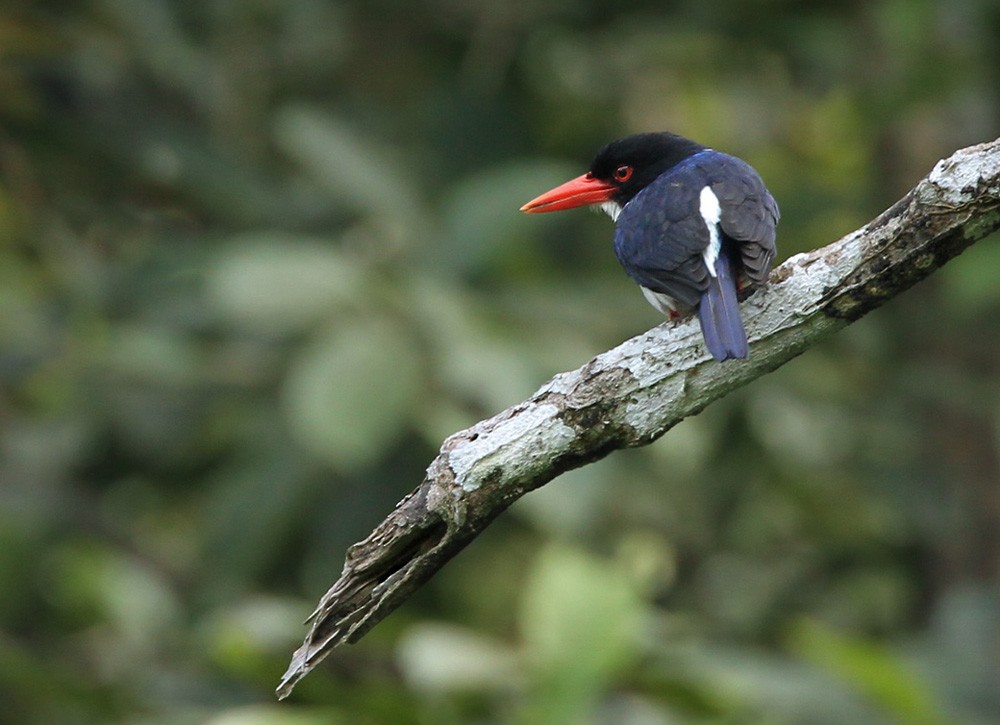 White-rumped Kingfisher - ML205960351