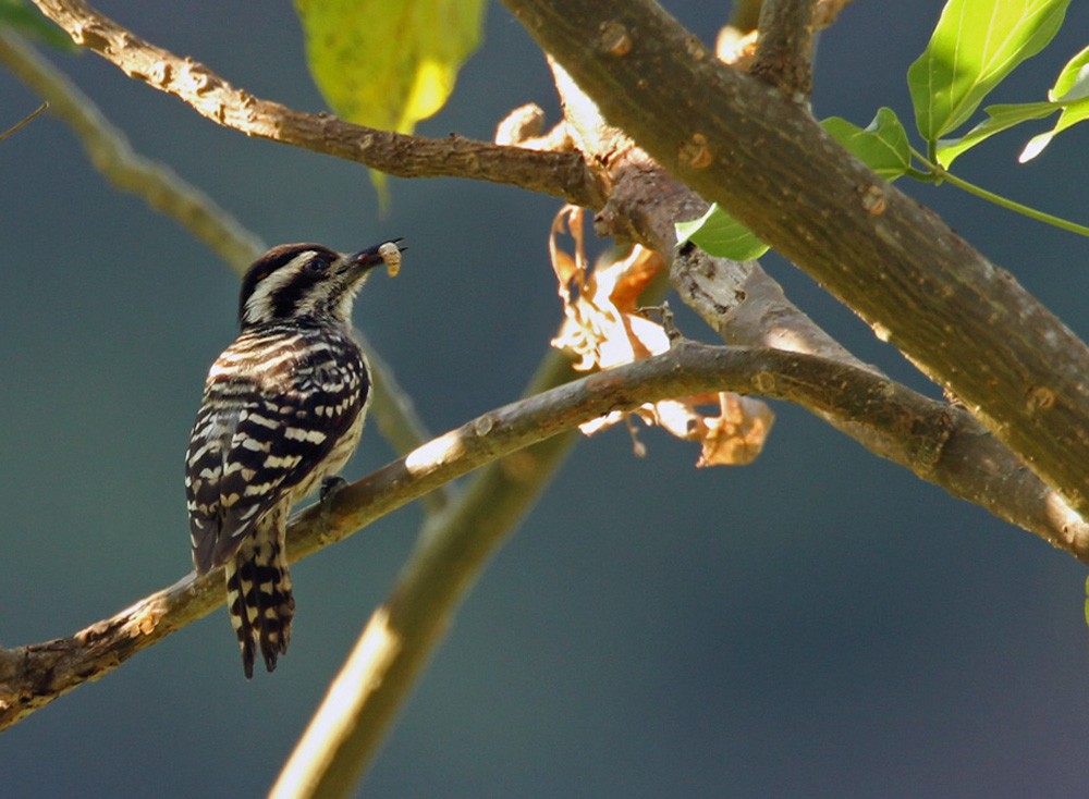 Sunda Pygmy Woodpecker - Lars Petersson | My World of Bird Photography