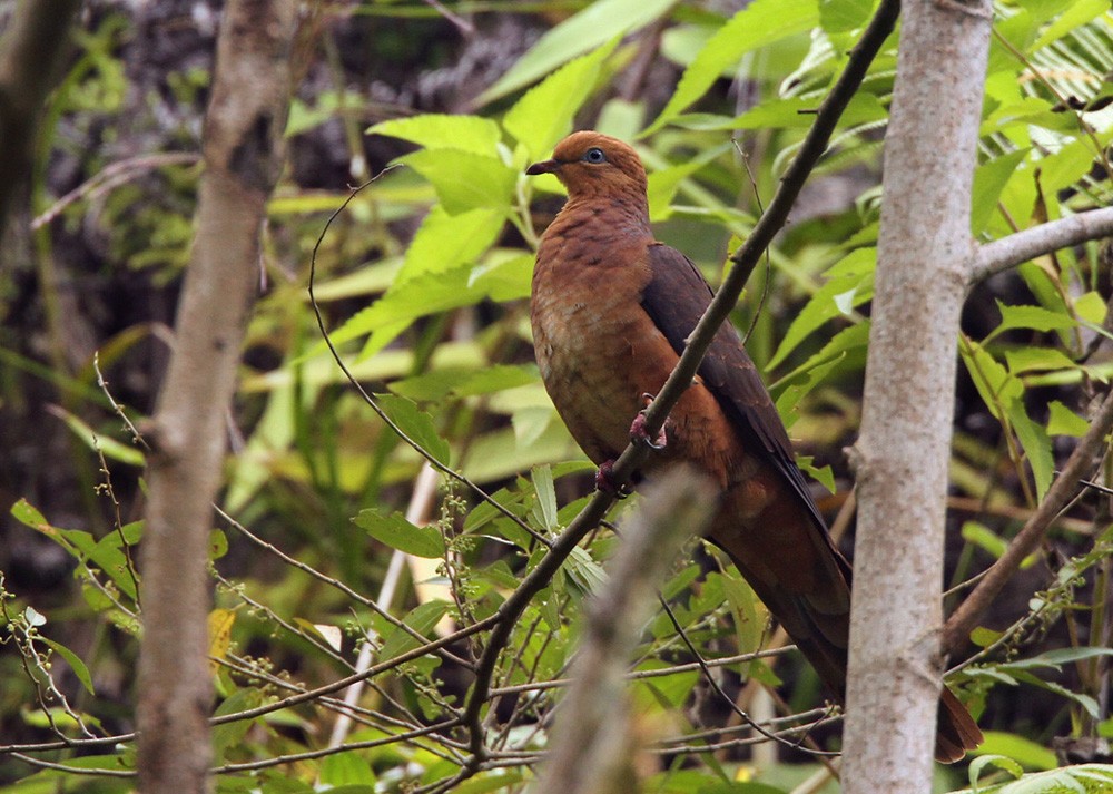 Ruddy Cuckoo-Dove - ML205960421