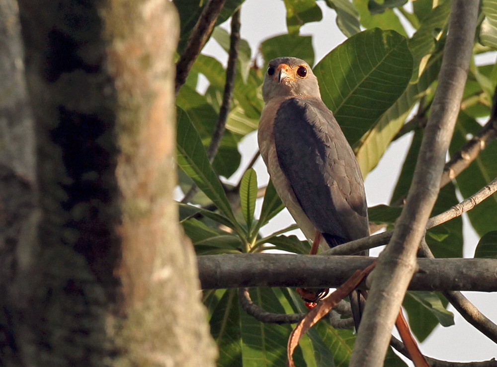 Variable Goshawk (Lesser Sundas) - ML205960461