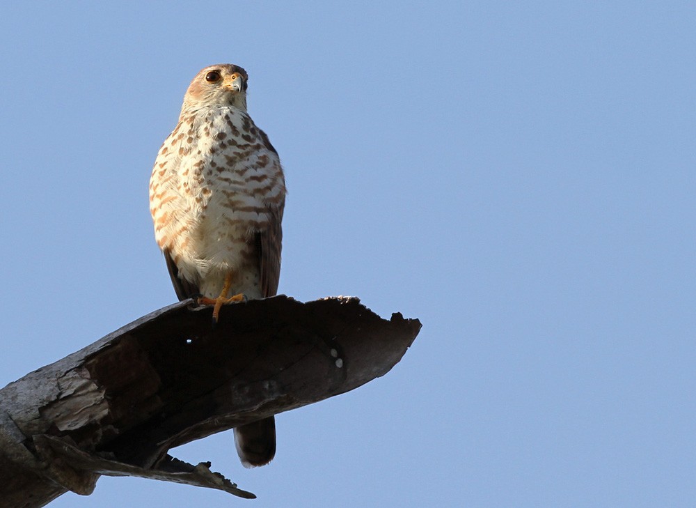 Variable Goshawk (Lesser Sundas) - ML205960471