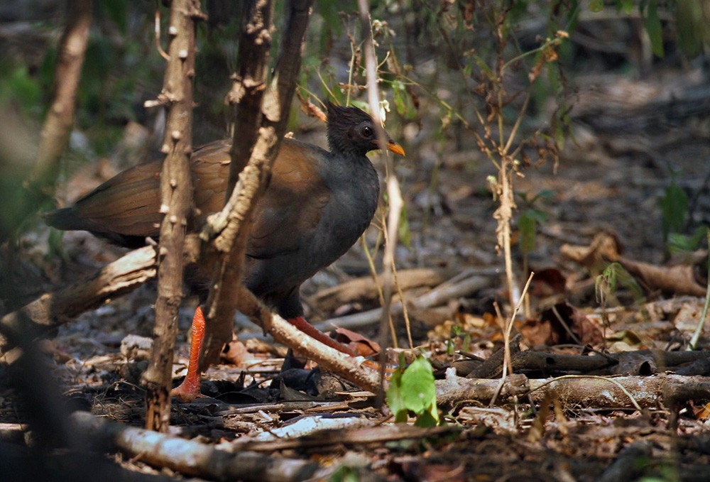 Orange-footed Megapode - Lars Petersson | My World of Bird Photography