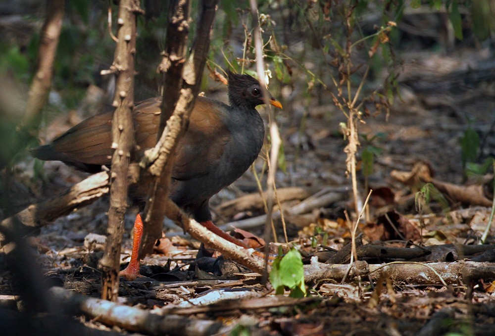 Orange-footed Megapode - ML205960521