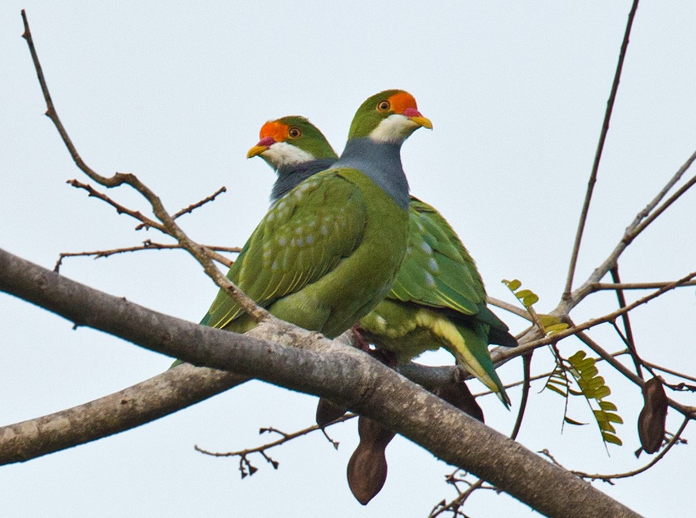 Orange-fronted Fruit-Dove - ML205960561