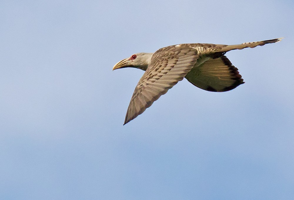 Channel-billed Cuckoo - ML205960601