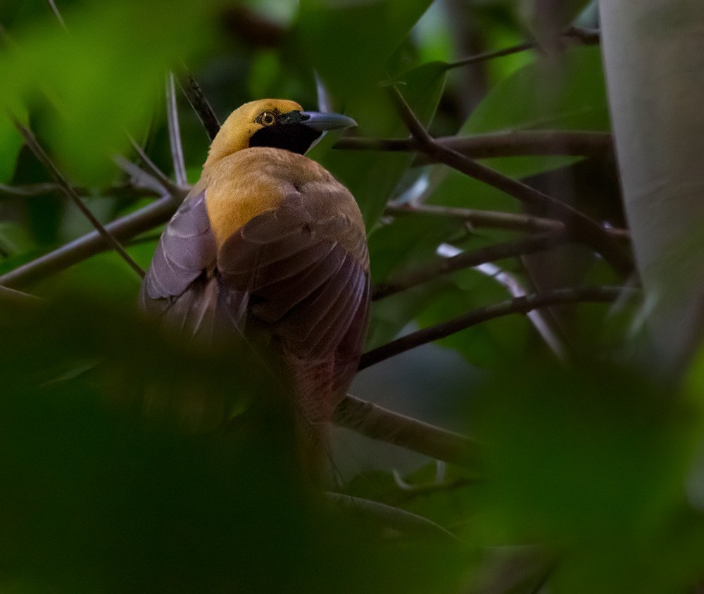 Goldie's Bird-of-Paradise - ML205960631