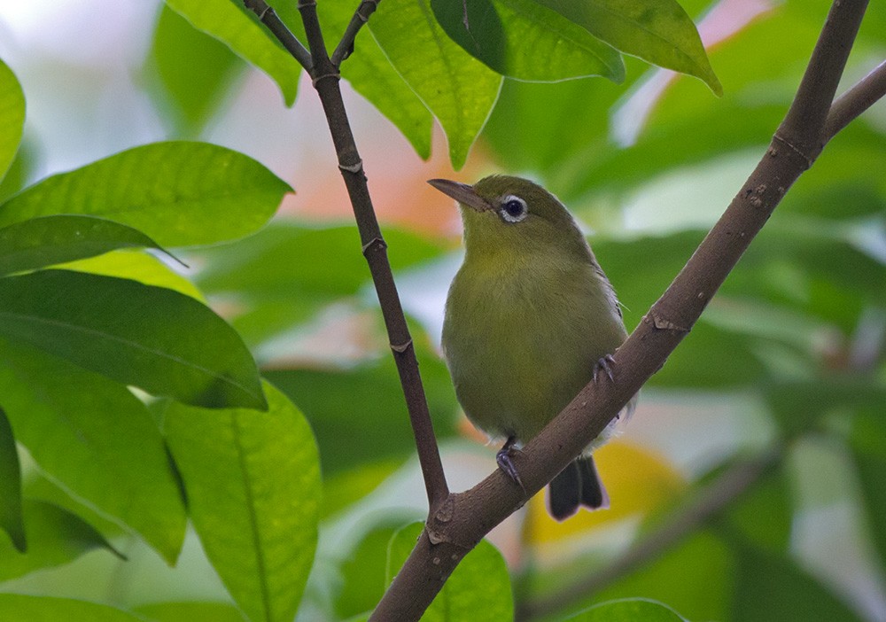 Louisiade White-eye - Lars Petersson | My World of Bird Photography