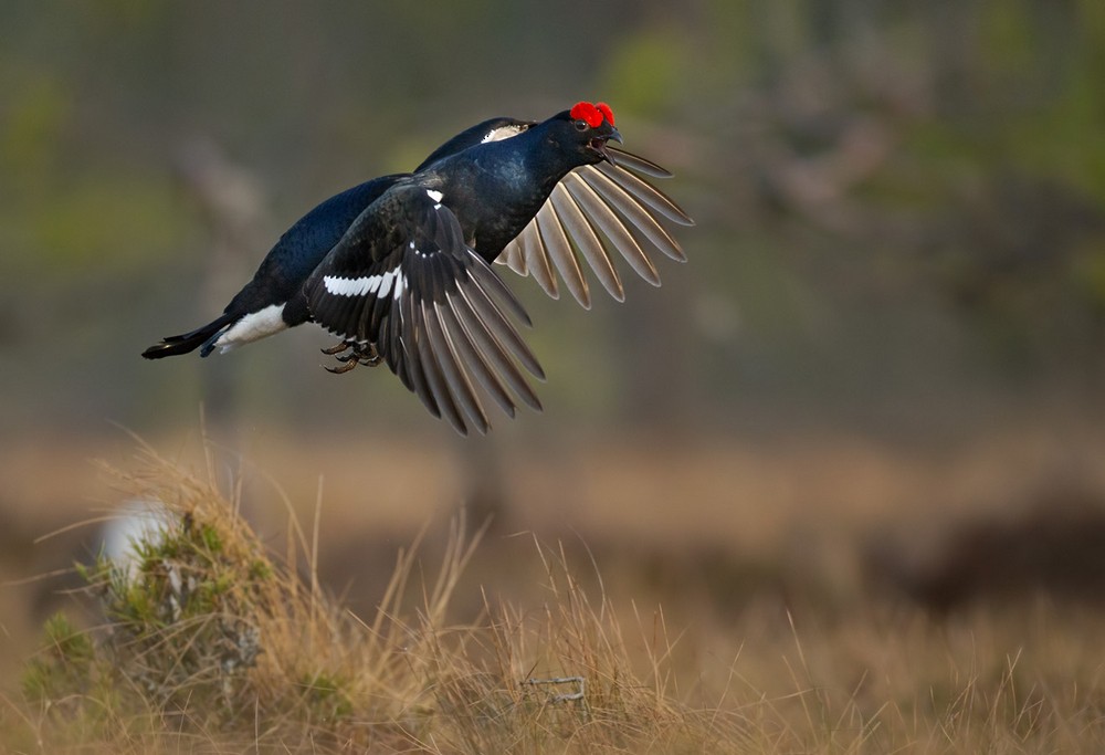 Black Grouse - ML205960791