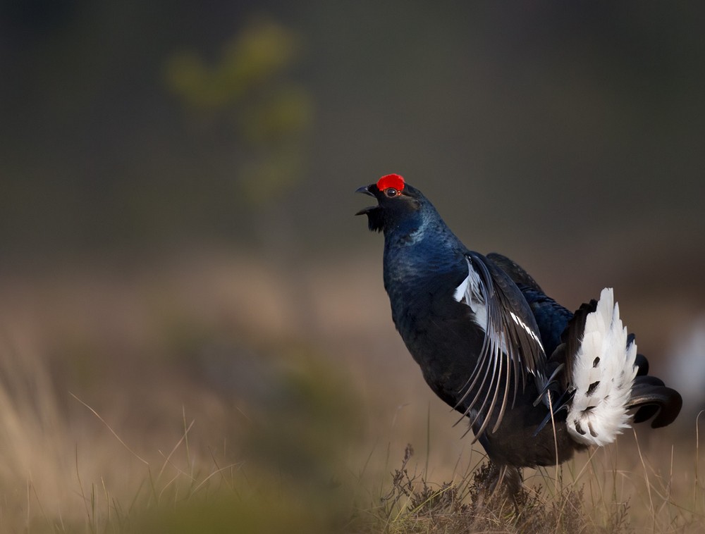 Black Grouse - ML205960801