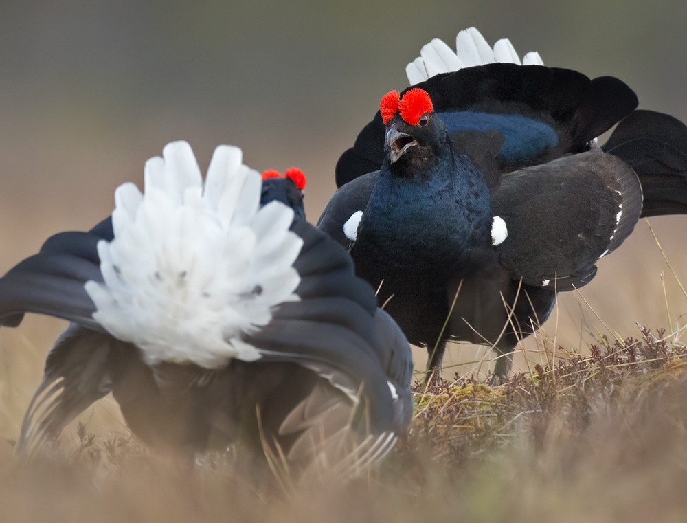 Black Grouse - ML205960811