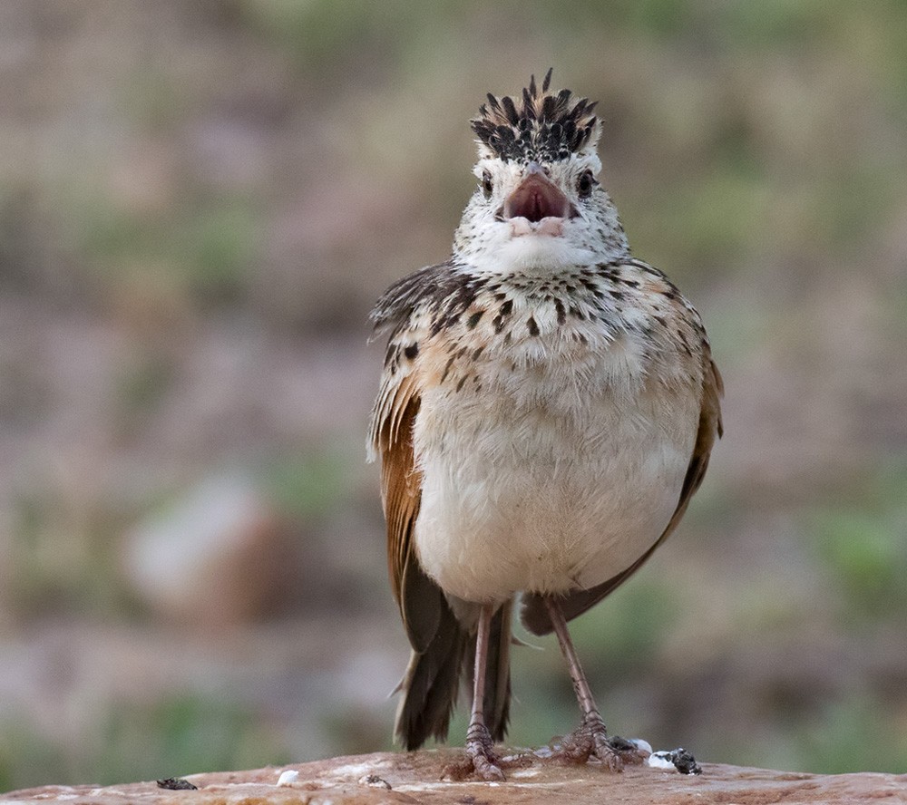 Rufous-naped Lark (Serengeti) - ML205960831