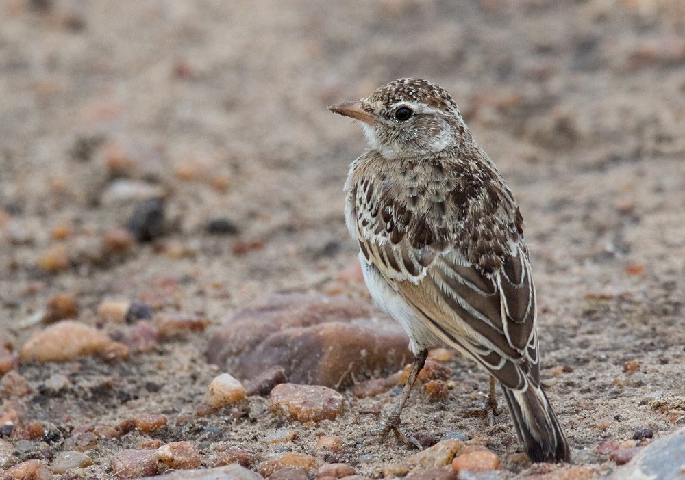 Red-capped Lark - ML205960891