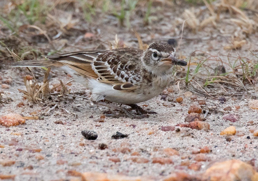 Red-capped Lark - ML205960901