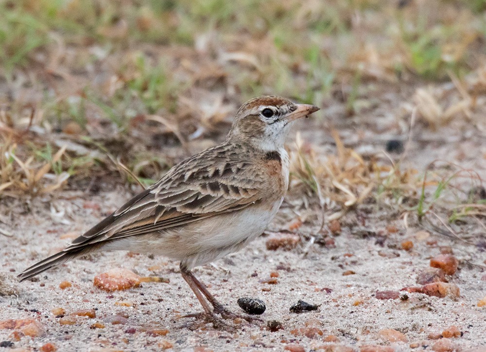 Red-capped Lark - ML205960911