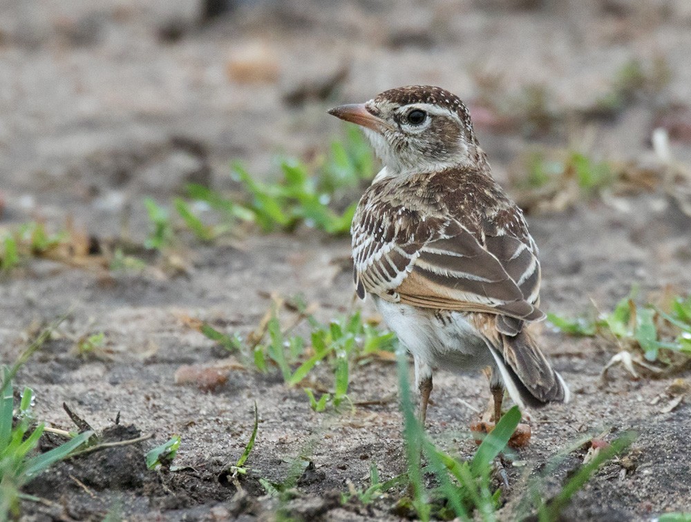 Red-capped Lark - ML205960921