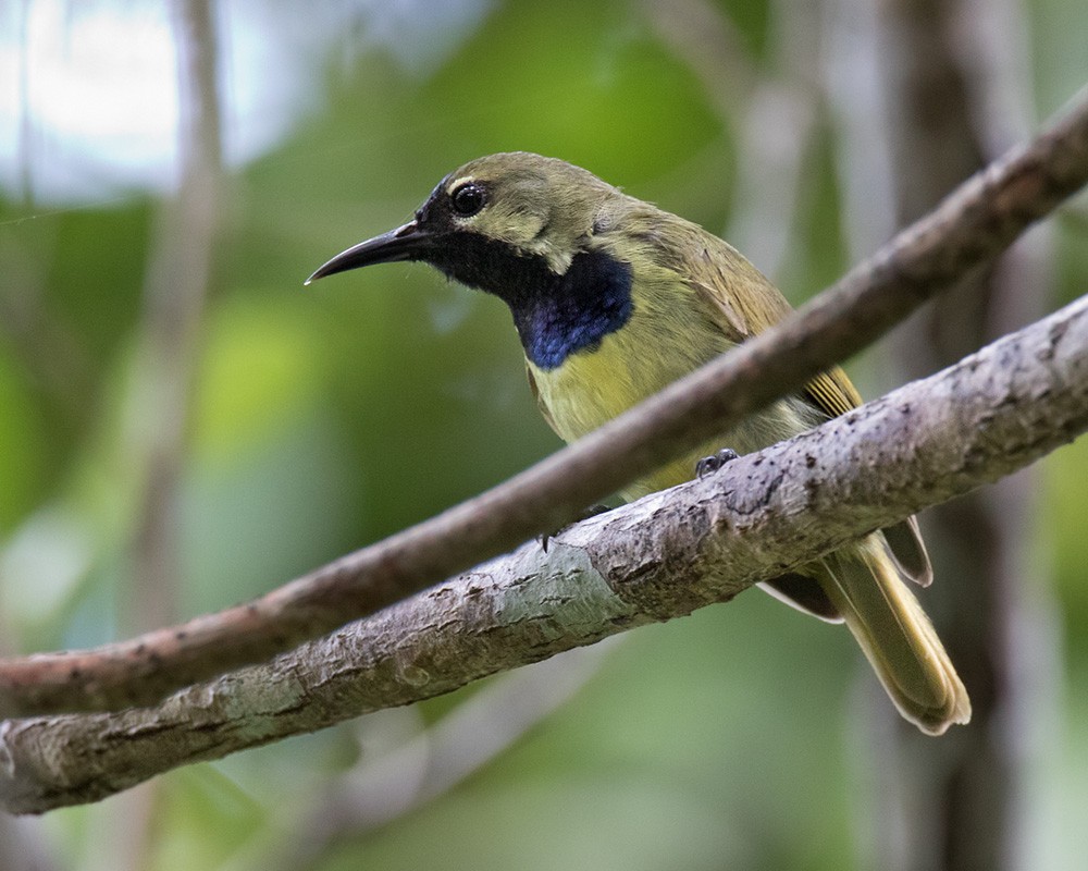 Plain-backed Sunbird - Lars Petersson | My World of Bird Photography