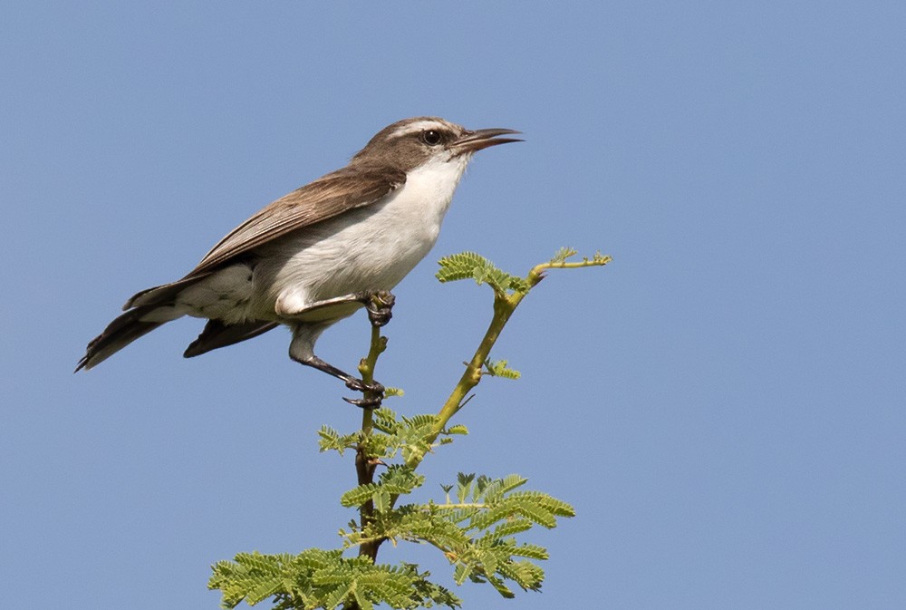 Eastern Violet-backed Sunbird - ML205960961