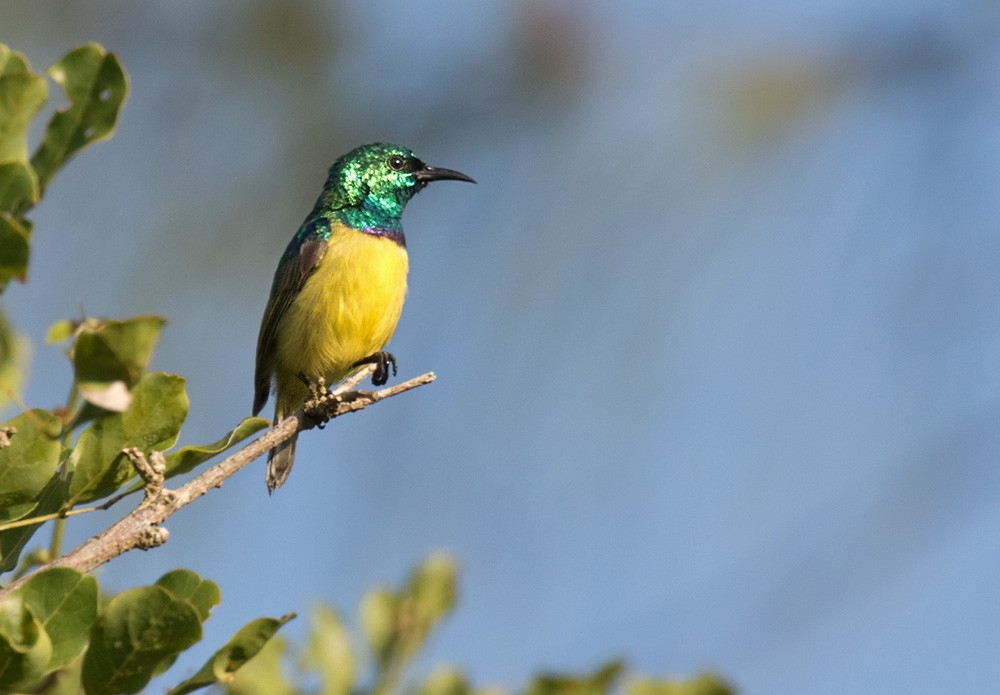 Collared Sunbird - ML205960981