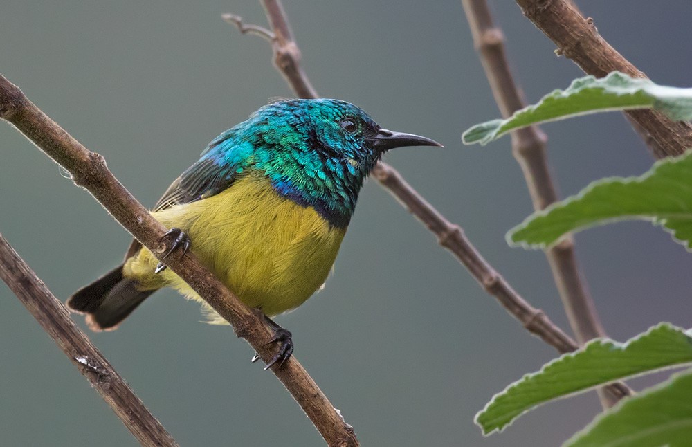 Collared Sunbird - ML205961001