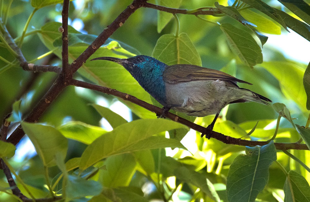 Green-headed Sunbird (Green-headed) - ML205961011