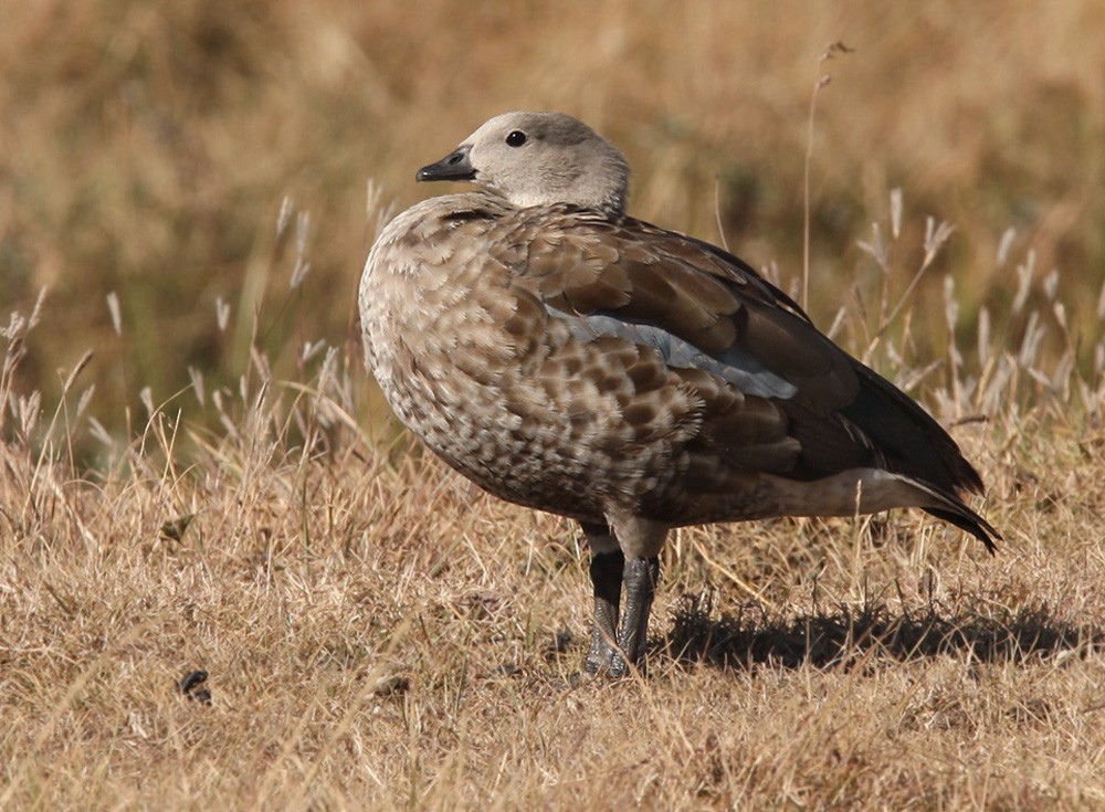 Blue-winged Goose - ML205961121