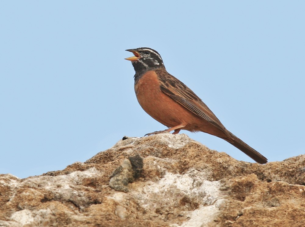 Cinnamon-breasted Bunting - ML205961251