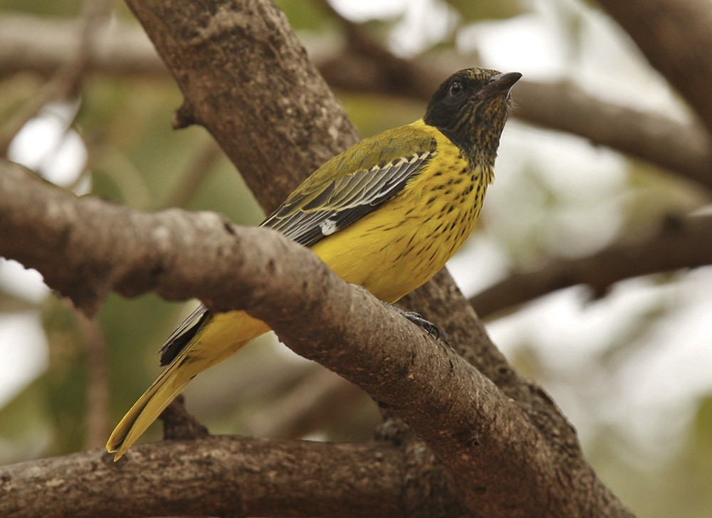 African Black-headed Oriole - Lars Petersson | My World of Bird Photography