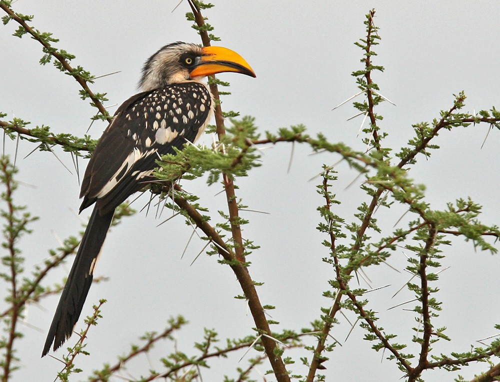 Eastern Yellow-billed Hornbill - ML205961341