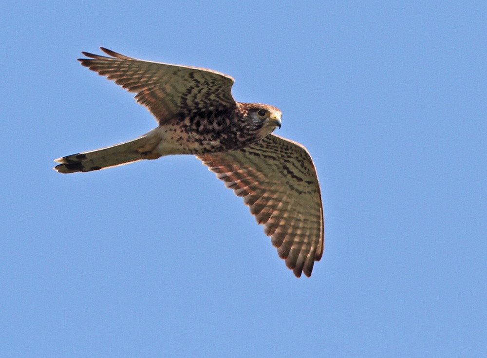Spotted Kestrel - Lars Petersson | My World of Bird Photography