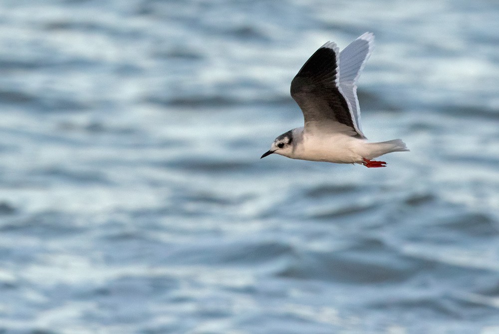 Gaviota Enana - ML205961471