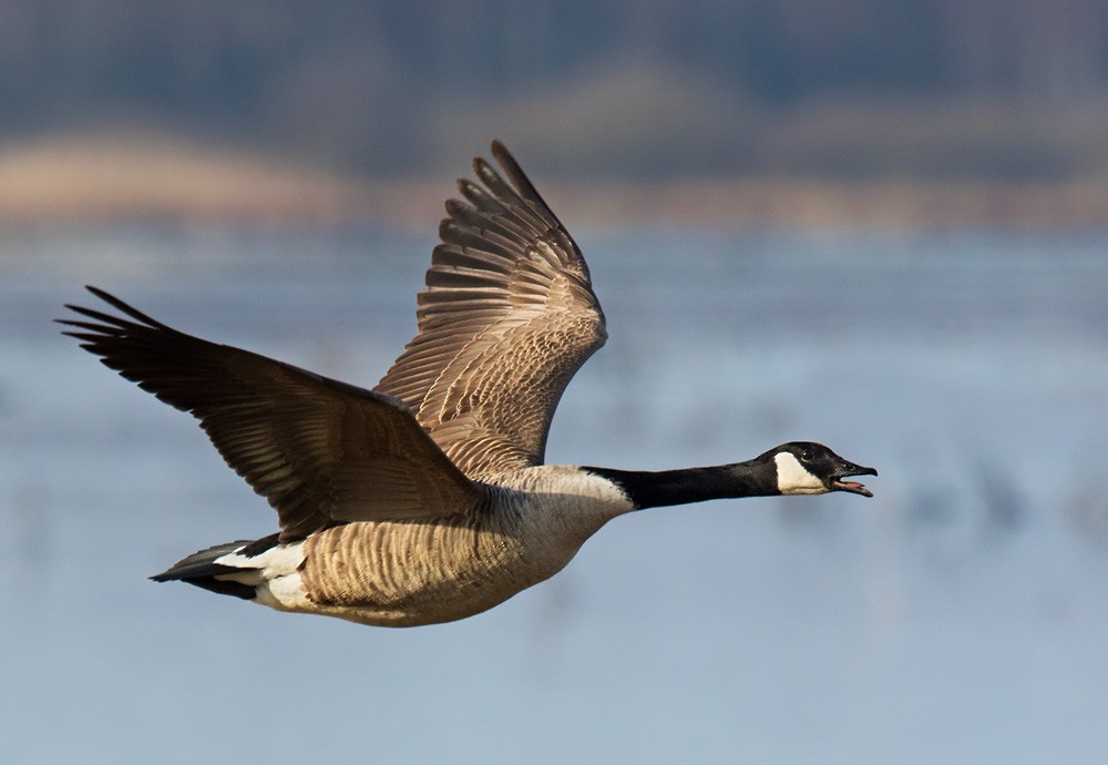 Canada Goose (canadensis Group) - ML205961551
