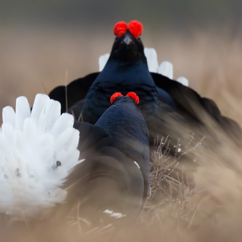 Black Grouse - ML205961661