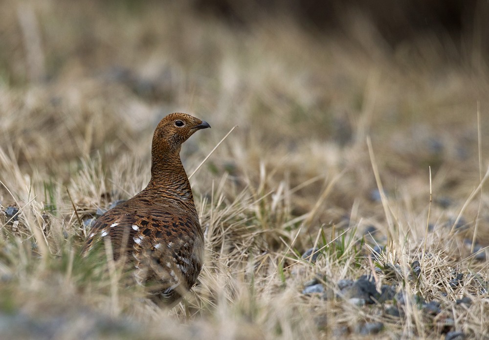 Black Grouse - ML205961691