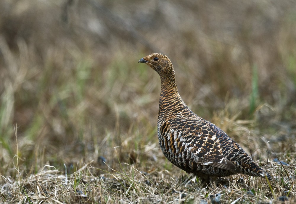 Black Grouse - ML205961701