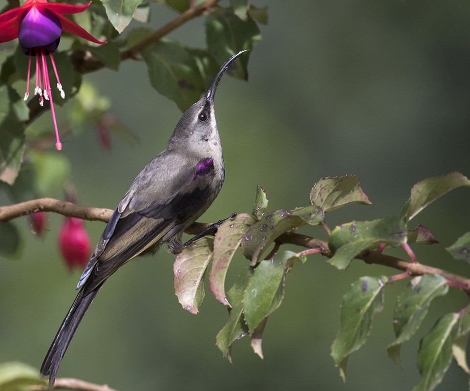 Tacazze Sunbird - Lars Petersson | My World of Bird Photography