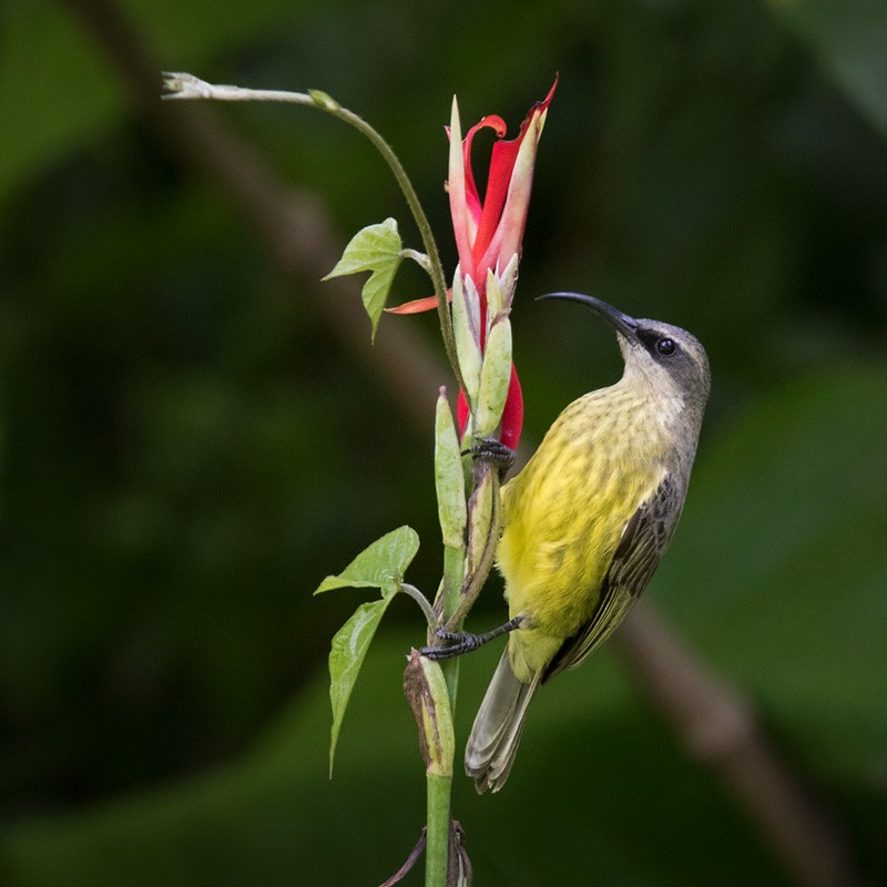 Bronze Sunbird - ML205962031