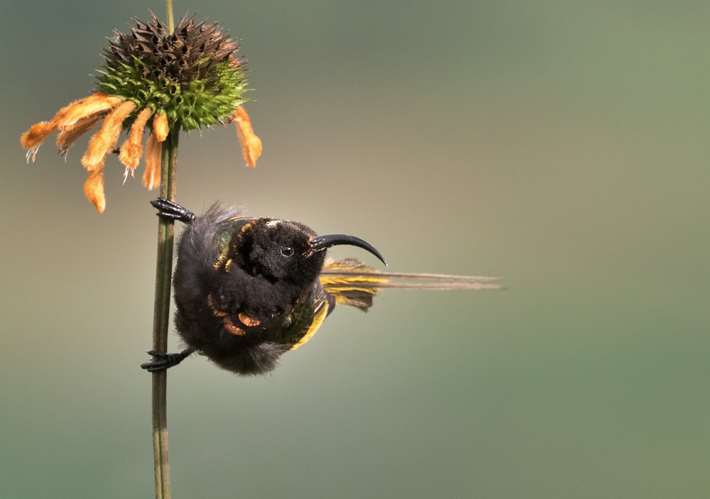 Golden-winged Sunbird - Lars Petersson | My World of Bird Photography