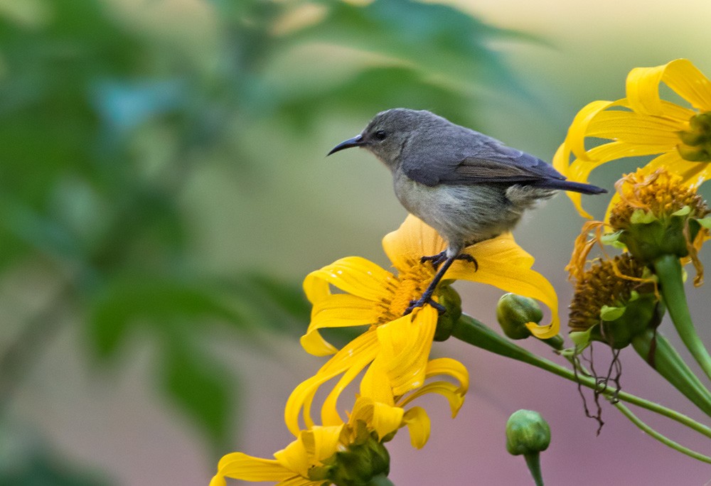 Northern Double-collared Sunbird (Eastern) - ML205962111