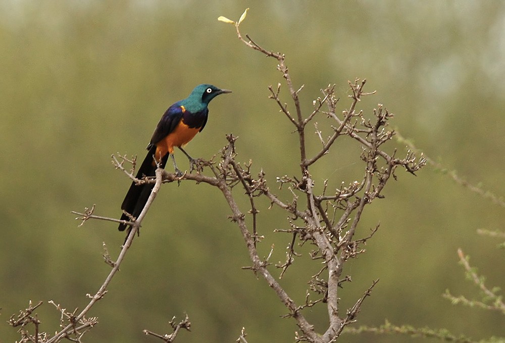 Golden-breasted Starling - Lars Petersson | My World of Bird Photography