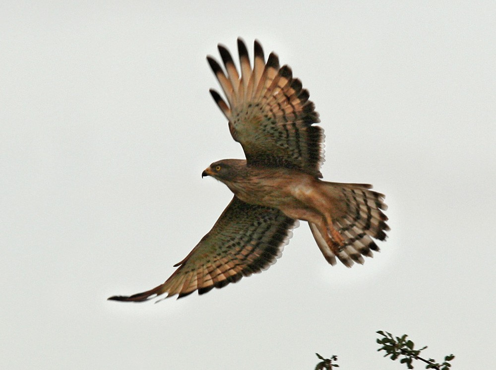 Grasshopper Buzzard - Lars Petersson | My World of Bird Photography