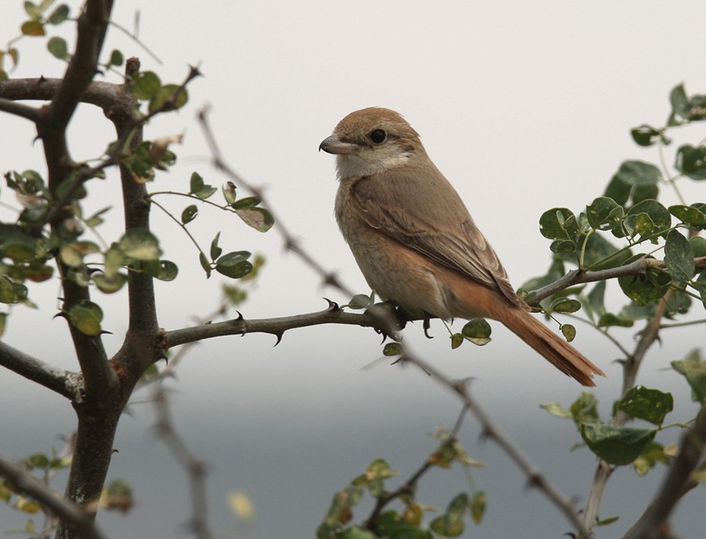 Isabelline Shrike (Daurian) - Lars Petersson | My World of Bird Photography