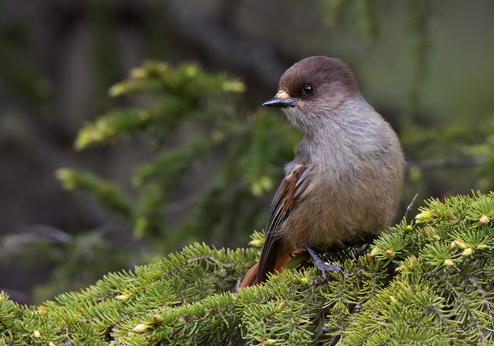 Siberian Jay - ML205962671