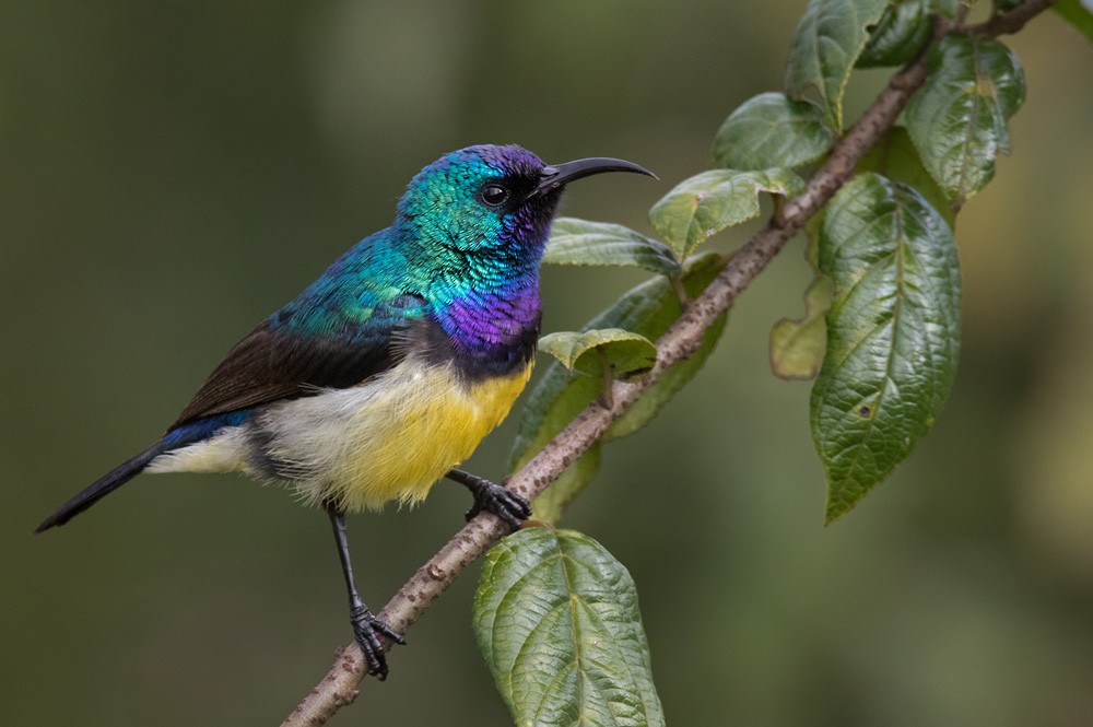 Variable Sunbird (Yellow-bellied) - Lars Petersson | My World of Bird Photography