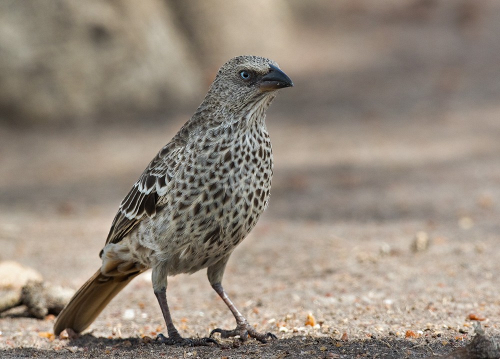 Rufous-tailed Weaver - Lars Petersson | My World of Bird Photography