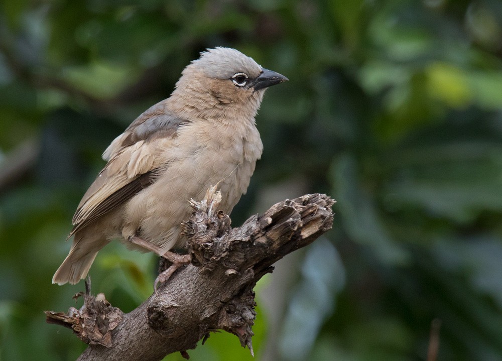 Gray-headed Social-Weaver - Lars Petersson | My World of Bird Photography