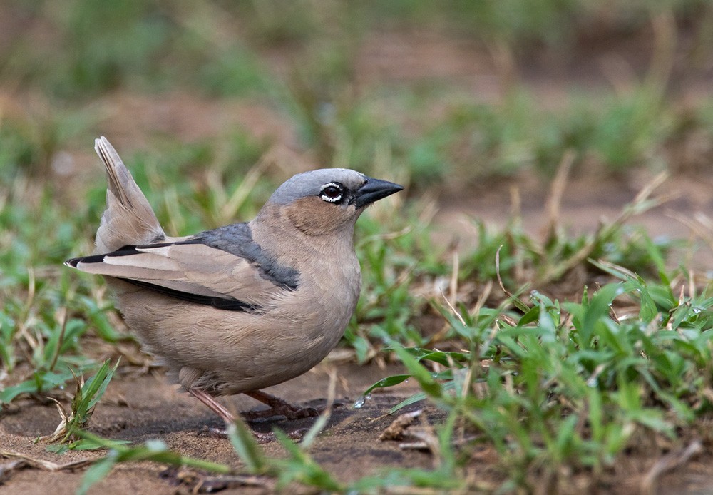 Gray-headed Social-Weaver - ML205963141