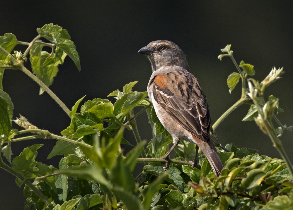 Moineau roux - ML205963161