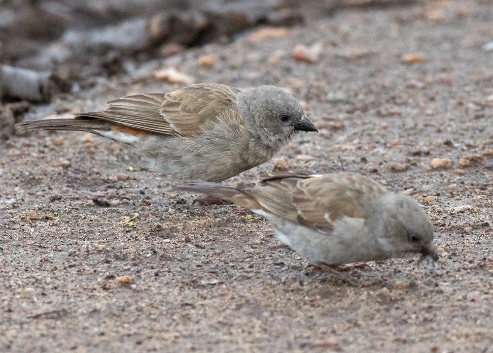 Swahili Sparrow - Lars Petersson | My World of Bird Photography